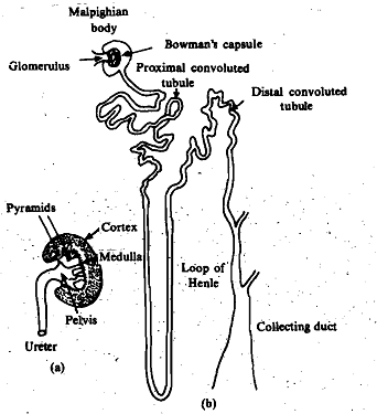 Vertebrate kidney, Normal 0 false false false EN-IN X-NONE X-NONE, Biology